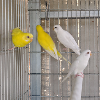 Cocorite-Ondulati selezionati