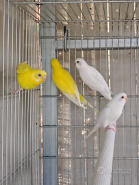 Cocorite-Ondulati selezionati