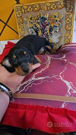 Cuccioli di bassotto