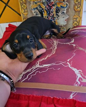 Cuccioli di bassotto