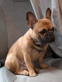 Bulldog francese per accoppiamento