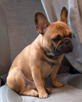 Bulldog francese per accoppiamento