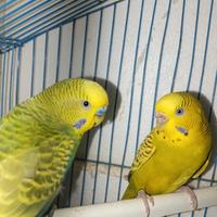 Cocorite coppia riproduttrice