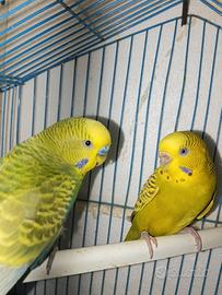 Cocorite coppia riproduttrice