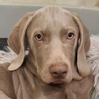 Cuccioli di Weimaraner