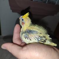 Pulli da imbecco di calopsite