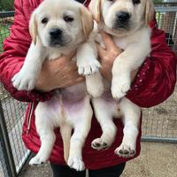 Labrador miele maschi con pedigree