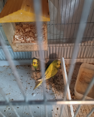 Coppia di cocorite