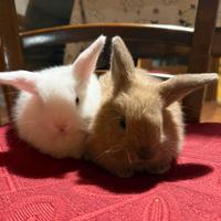 Coniglietti adorabili