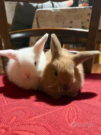 Coniglietti adorabili