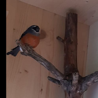 Ciufolotto testa grigia maschio