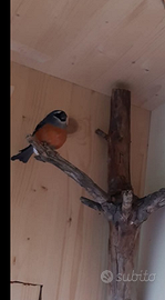 Ciufolotto testa grigia maschio