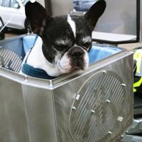 trasportino per cani