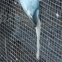 Parrocchetti dal collare