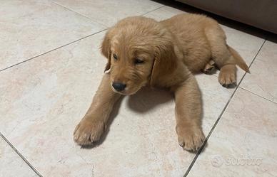 Golden retriever