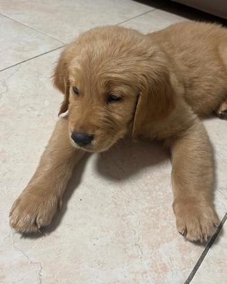 Golden retriever