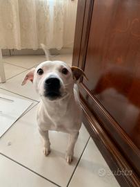 Jack Russell casa