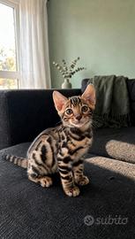 Cucciolo gatto bengala