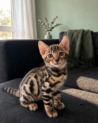 Cucciolo gatto bengala
