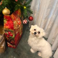 Maltese toy per monta/accoppiamento