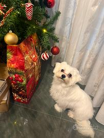 Maltese toy per monta/accoppiamento