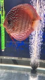 Discus