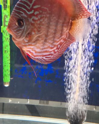 Discus