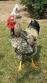Gallo