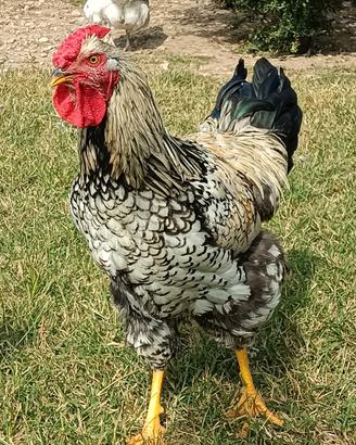 Gallo