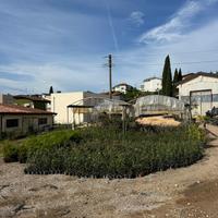 Piante di leccio