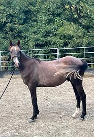 Cavallo