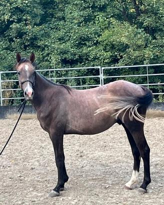 Cavallo
