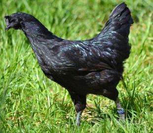 Avicoli razza CEMANI