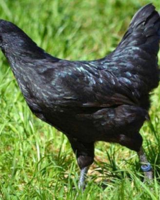 Avicoli razza CEMANI