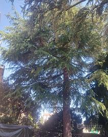 Sontuoso Cedro del Libano