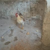 Gallo Ruspante