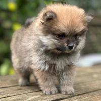 Spitz pomerania, volpino tedesco