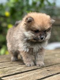 Spitz pomerania, volpino tedesco