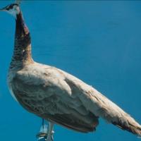 Pavone viola: adulto