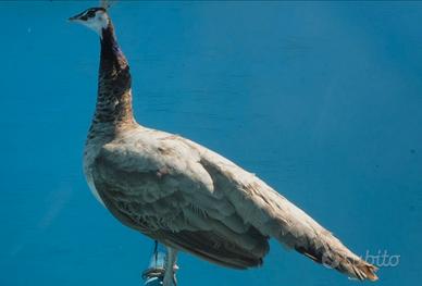 Pavone viola: adulto