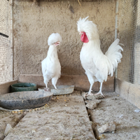Galline olandesi ciuffate