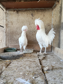 Galline olandesi ciuffate
