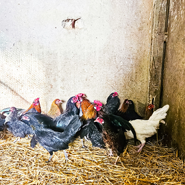 Galline nane da cova