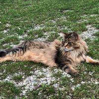 Maine coon maschio per monta