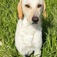 Cucciolone bianco da adottare