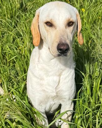 Cucciolone bianco da adottare