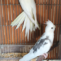 2 maschi calopsite XXL adulti