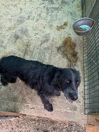 Setter inglese