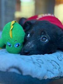 3 cuccioli maschietti due mesi in adozione