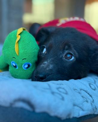 3 cuccioli maschietti due mesi in adozione